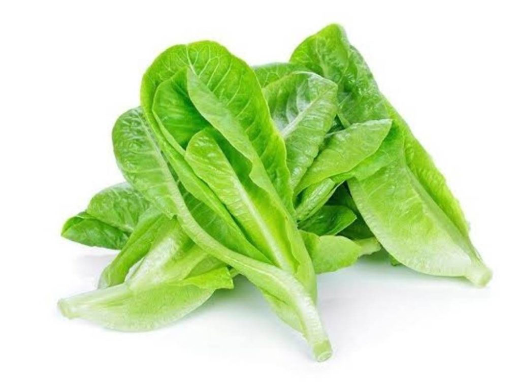 ผักสลัดคอส (Cos Lettuce) Ofarm