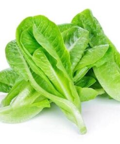 Cos-lettuce